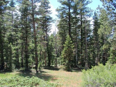 Tall Pine and Aspen Trees