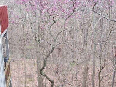 the woods area by lake