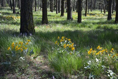 0 Winston Rd unit 607827, Ronald, WA 98940 - photo 4