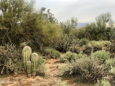 Desert Flora