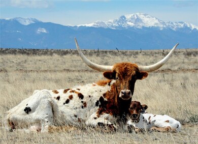 GRAZING TEXAS LONGHORNS!