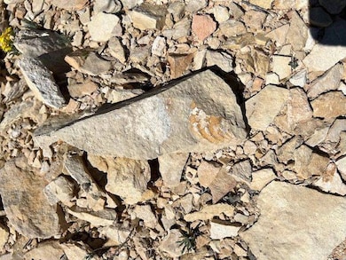 Fossils