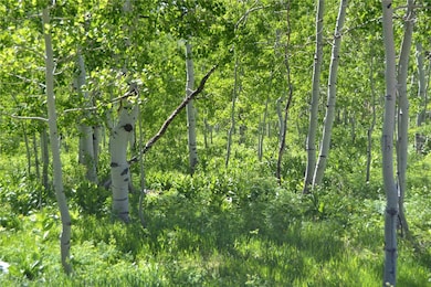 View of local wilderness