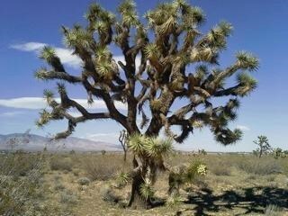 0 Camelot Blvd unit 9989915, Mojave, CA - photo 3