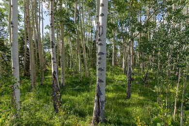 Aspen Grove homesite