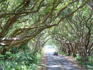 Scenic Red Road will take you along the rugged Puna Coast