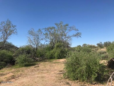 Desert Vegetation