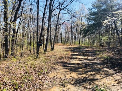 viny bluff 7