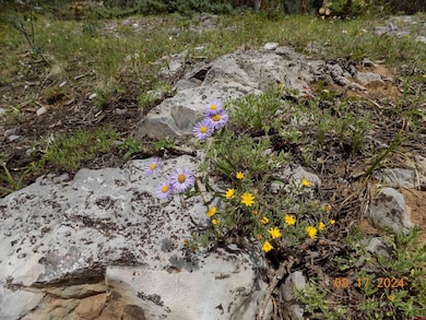 159 Lime Bluff Dr, Pitkin, CO 81241 - photo 4