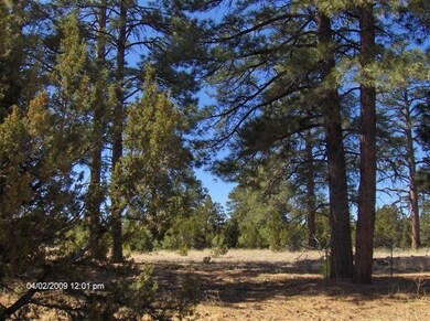 Towering Ponderosa Pines