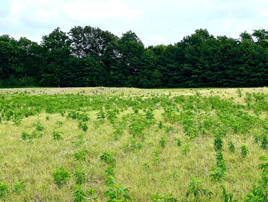 2nd Tree Line