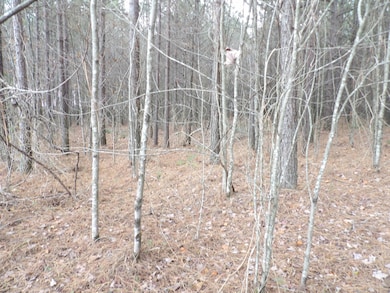 Lot 19 Summer City Rd, Evensville, TN 37332 - photo 5