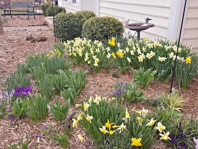 Perennials