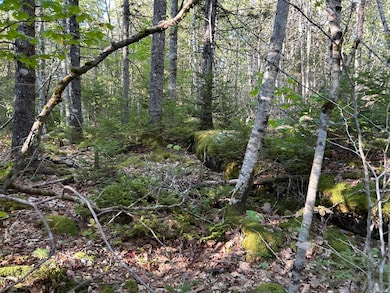 M6L43 Biscay Rd, Medomak, ME 04551 - photo 5