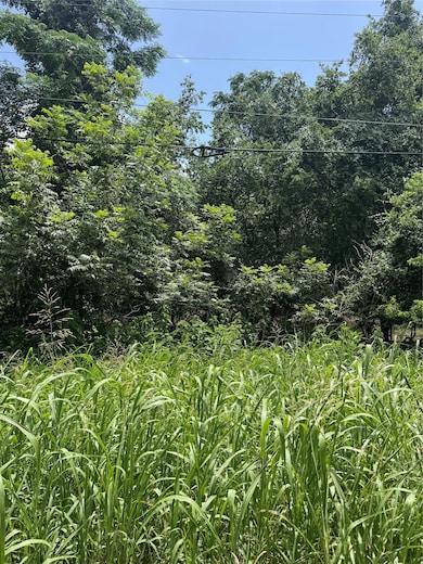 View of local wilderness