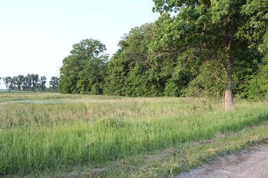 Road looking east woods