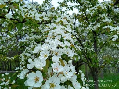 Flowering fruit trees