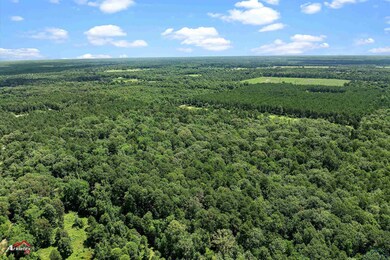 Drone / aerial view of a forest