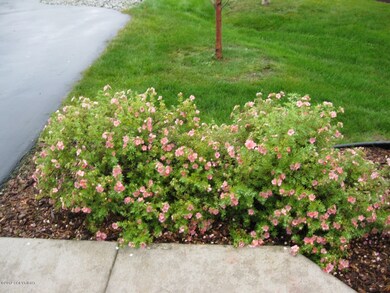 rose bushes in bloom