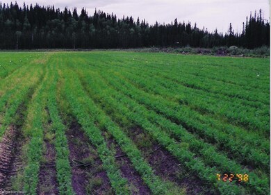 Rows of Carrots