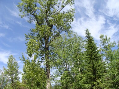 Lot 14 Tranquil Place, Bigfork, MT 59911 - photo 3