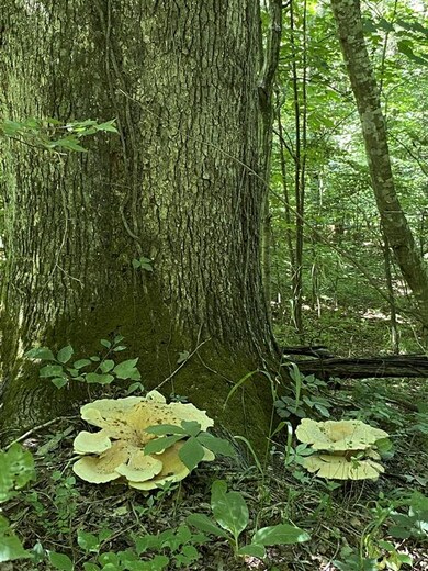 The Mighty Oak!