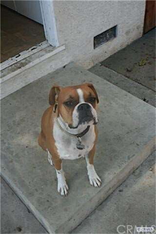 Sweet dog will meet you . She will be in the kitch