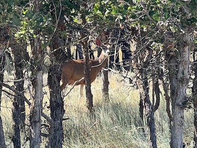 32 N Porcupine, La Sal, UT 84530 - photo 3