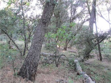 Young oak trees
