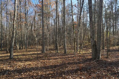 Old State Road Woods 1