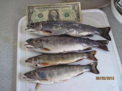 brook trout 102