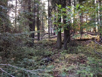 Nicely Wooded, Sloped Lot