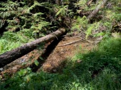 XXXX Burnt Valley Rd, Chewelah, WA 99109 - photo 6