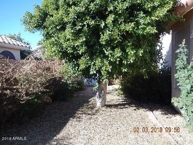 Back Yard trees-mfsopt