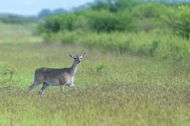 County Road 12, Corpus Christi, TX 78415 - photo 7