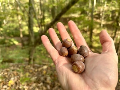 0 New England Ridge Rd unit 25758592, Washington, WV 26181 - photo 2