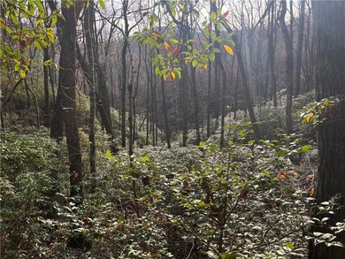 View of tree filled area