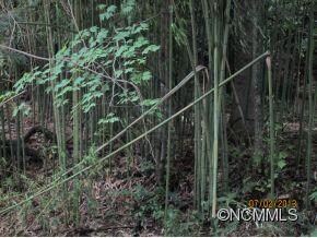 Bamboo Forest / Fenced Area