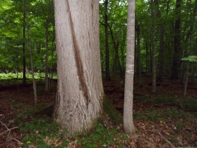 Trees that have been preserved for years