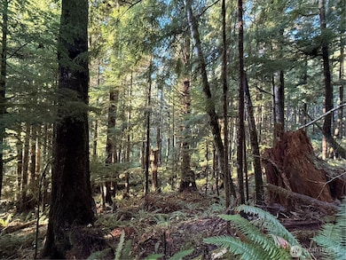 70 Dionne Ln, Naselle, WA 98638 - photo 5