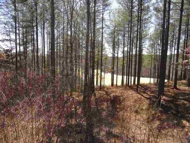 Mature Mix of Hardwood and Pines