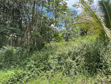 A few more looks at the lot......