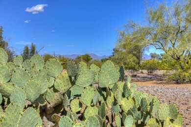 Cactus and Mountain Views
