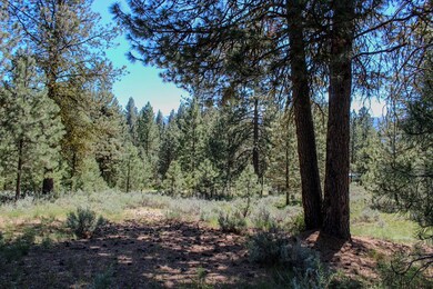 Plenty of Shade Trees