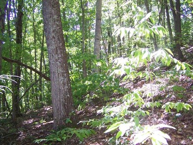 Lush Forest