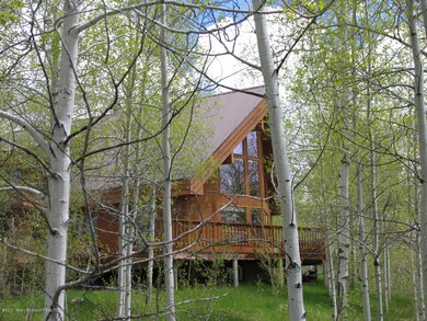 Mature Aspen Grove