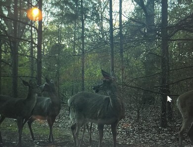 53 Center Point Loop, Vilonia, AR 72173 - photo 7