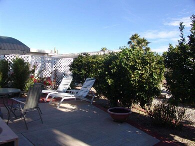 Patio w/fruit trees
