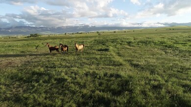 Horses facing