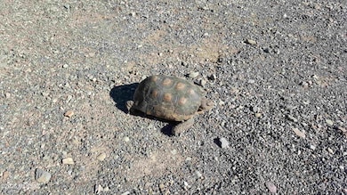 Desert life2